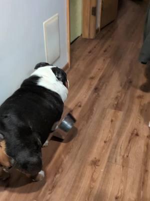 Well this is new #dinner #bulldog #fyp #trending #englishbulldog #dog #fypシ #dogsoftiktok #dogs #englishbulldogs #foryoupage #bulldogs 