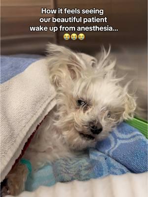 I’m so sorry bud but we really had to clean your teeth 😭😭😭 Patients may look a ~little~ rough after anesthesia, but we try our best to clean them up before giving them back to their pet parents! (so they aren’t jump scared by their own pets 🤣)   They get incredibly drool-y after anesthesia and it gets all in their fur- this boy didn’t even have to have any teeth extracted! He was just very much drool-y! Which is normal.  By the way, next month is pet dental month. At our hospital, we offer 5% often he extractions and 15% off of dental cleanings. So keep an eye out if you are interested in getting your pet a dental cleaning next month!!  #apccvet #animalhospital #myshayla #veterinarian #vettech #petdental #petdentalhealthmonth 