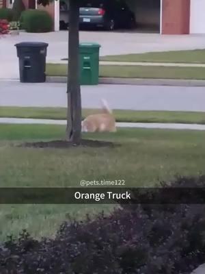 Truck cat 🚛🐈#fyp #fypツ #foryou ##cat #cats #catsoftiktok #PetsOfTikTok #funypets #funnypetsoftiktok #funnypetvideos 