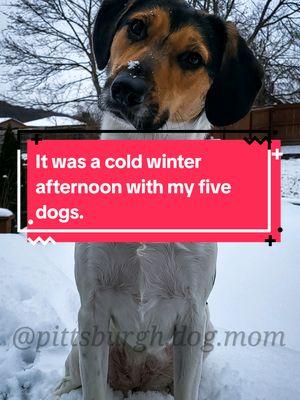 A cold Afternoon with my five dogs. I also learned Sally does not like sweet potatoes.   #dogmomaf #lifewithdogs #packlife #doglover #dog #WinterWithDogs 