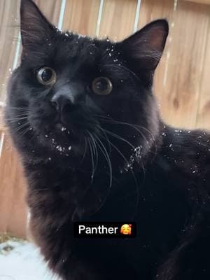 Panther in the snow 🥰 ድመት #adomeyecomedy #eshwie #foryourpage #ethiopiantiktok #habeshatiktok #adomeye #foryourpageonly 