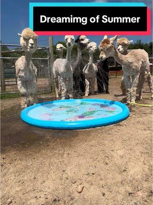 We’re over here dreaming about summer pool days since it’s 14* outside. #Summer#pooldays#alpaca#farm#fyp#dreaming