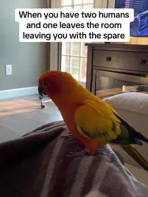 #sunconure #birdsoftiktok #cutebird #conures 