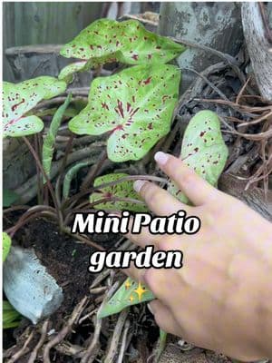 Forgot I filmed this little patio garden transformation this past spring while living in Florida. Not much but it was fun and rewarding!  Backstory; this is my friends back patio at her little condo and she let me do this! First, I pulled out all the weeds to clean up and get a fresh slate. I then added fresh bags of soil to fill the gaps where soil was missing/add nutrients because this soil was questionable to begin with (definitely lacking nutrients, lots of sand). Next I added herbs and other miscellaneous plants from the store, planted some moon flower seeds along the back fence and started some other seeds I had on hand. Our favorite part was the little leafy plant (not sure the name) that I planted in the side of the palm tree base (so cool 😎)  Unfortunately, we found out there wasn’t quite enough light back there so most of the plants got leggy but some of the herbs and the moonflowers didn’t do too bad! It was a pleasure to build and watch it grow while we did! Plus we had lots of fresh herbs to cook with 👩‍🍳  By the end it was a hot mess so I believe the last video is maybe week 6 of the little patio garden transformation! And said friend has since moved on so who knows what’s going on back there now!  #plants #minigarden #patiogarden #plants #gardening #gardenproject #fy #fyp #herbs #herbgarden #CapCut #diyproject #gardentok #plantsoftiktok #plantlover 