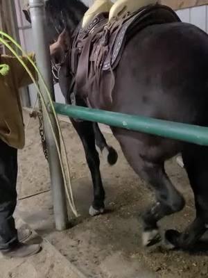 #caballosviral #nuevaorganizacion #fiestaenelrancho🌵🤠🐴 #concursodecaballosbailadores🐴 #morrasbuchonas #dogsoftiktok #viral?videotiktok😇😇 #vidaderancho🌽👨‍🌾🚜🐎🐄🐂 @Chika Fresa #caballosviral #fiestaenelrancho🌵🤠🐴 #cuadrahorta #caballosbailadores🍀🐴🍎 