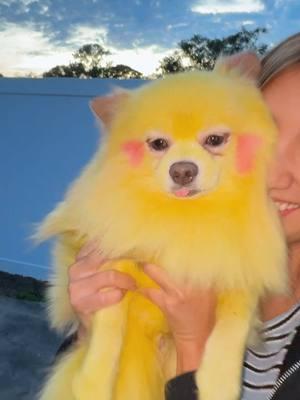 It’s pikachu !!! @Boba Lo Mein @Pooches to Pawfection #pikachu #doggrooming #doggroomer #business #ownbusiness #pokemon #pikachucosplay #anime 