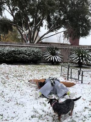 Snow angels is a must on a snow day. Maggie and I had the best time outside playing in the snow. #texas_rose_yall #maggiegirlivingherbestlife #snowangelchallenge #snowday2025 #snowday #snowmagedon #texas #muttoftiktok #girldogmom 