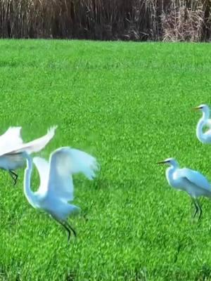 A flock of graceful egrets was spotted in the wetland in Yingshang County, east China's Anhui Province. What an idyllic scene! #bird #egret #animal #wetland #Anhui #Chinatravel #BeautifulChina #Birdswatching #NatureLover