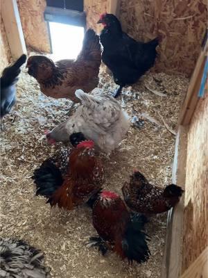 Prevent frost bite on your chicken nuggies #winterchickens #chickens #homestead #backyardchickens #chickencoop #negativetemps #freezing #freezingweather #chickenlady 