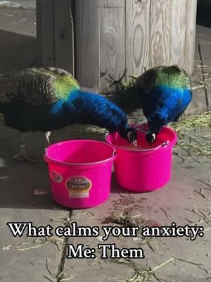 #animaltherapy #peacockpartner 