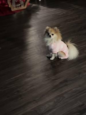 #perritatiktokera #pomeranian #viraltiktok 