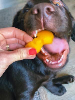 Sound up for puppy chomps!! 🤎 #puppychomps #puppymukbang #mukbang #mukbangeatingshow #mukbangasmr #asmr #asmreating #asmrfood #yellowpeppers #fyp #fff 