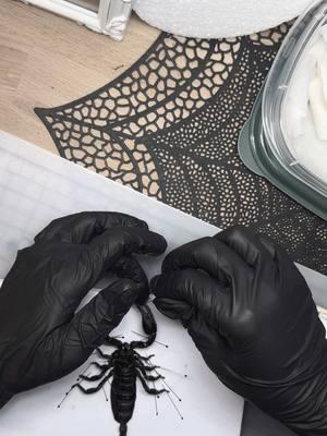 Pinning a scorpion 🖤 #entomology #bugs #ofdities #oddityshop #odditiescollector #odditiesandcuriodities #crittersoftiktok 