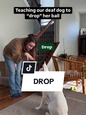 Hardest one yet.. DROP. But we’re getting close! #asl #signlanguage #deaf #deafdog #dogsofinstagram #communication #ball #drop #learning #themoreyouknow #fyp #foryou