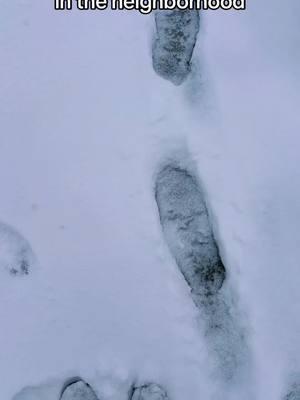 Things we normally don’t see in the south. Obviously Sasquatch ❄️😂 #texas #texascheck #texasweather #snow #feet #snowshoe #footprint #sasquatch #bigfoot #southernliving #lookatthis #snowstorm2025 #blizzardwarning #wild #wildlife #fypage 