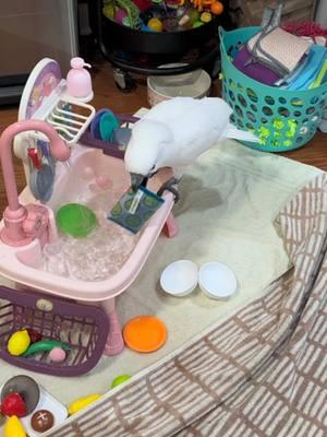 Buster doing his chores #fyp #dishes #parrot #chores #ki 