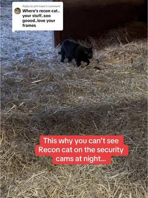 Replying to @jeff maez I think we need rafter cams #reconcat #catsoftiktok #livestockguardiandog #anatolianshepherddog #farm #petecameo