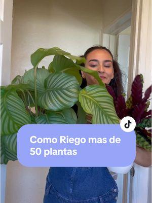 Asi riego mis mas de 50 plantas de interior #plantasdecasa #plants 