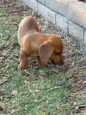 He’ll chew anything! #dachshund #cute #foryourpage #puppy #trendiing #fyp #dogsoftiktok #cutedog #cuteanimals #chewychattypets 