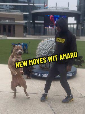 lol jus trying new stuff wit Amaru  #merlebully #bluemerle #xl #xlbully #xlbullies #dogsoftiktok #pitbull #pitbulls #pit #pitpuppy #pitbullpuppy #pitbullsofficial #dogdad #doglover #doglove #cutepuppy #dogtok #puppytraining #DogTraining #puppy #dog #foryourpage #viral #training #explore #trending #furbaby #dogsofinstagram #dogtok #dogtiktok #dogtrainingtips #dogtrainer #dogtips #puppylove #puppytiktok #puppydog #puppycheck #puppylife #puppytok #puppys #fy #fypage #fypシ゚viral #fyppppppppppppppppppppppp #fypp #fyp