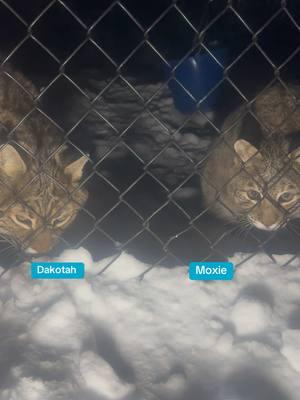 Night time snax  #catsanctuary #sanctuarylife #bobcats #wildcats #catrescue 