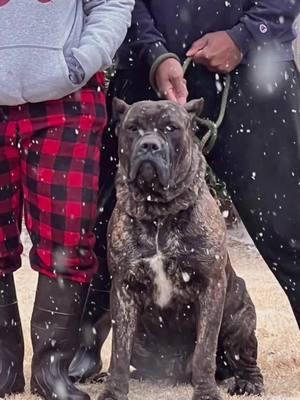 Snow in the South hits different for us🥰🥰🥰❄️❄️❄️#canecorsofamily❤️💜❤️💜 #italianmastiffcanecorso #akcregistered #iccfregisterdcanecorsos #girlsbestfriendisherdog 