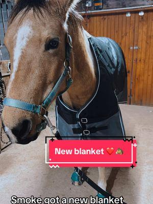 #newblanket, #dumor, #horses, #fyp, #foryoupage, #equine, #horsetok, #horseblanket, #snowdays, #coldweather🥶, #homestead, #farmlife, #horsemom, #MomsofTikTok 