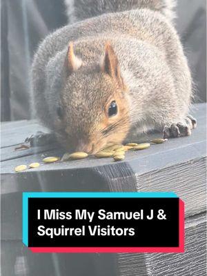 Squirrel Chronicles  Samuel J Draft Videos!  I miss my little visitors!  #shapoppinwithshannon #squirrels #squirrelsoftiktok #squirreltok #wildlife #nature #storytime #squirrelchronicles #fypシ #furryfriends #animals #animalsoftiktok #GOMP #mypetsquirrel #squirrel #squirrelgang🐿 #squirrellife #furbaby #samuel #samuelj #mysquirrel #mypetsquirrel #squirrelsoftiktok #squirrels #squirreltok 