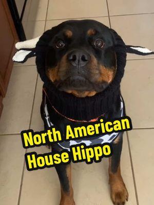 The North American house hippo, or as we call her Dolly #bigvito #northamericanhousehippo #rottweilersoftiktok #dollymay #dollytherottie #creatorsearchinsights #thedonofwrestling #fypage #wrestletok #meme 