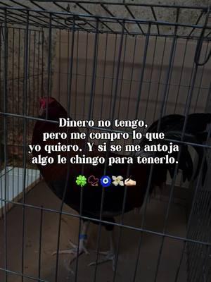 Nada más nada menos 🐥 #Gallo #Gallos #GameFowl #Giro #Grey #RoundHead #Palenque #Derby #FYP #Viral #PNW #Oregon #503 #Corridos #LosOlvera #Bulico #GalloFino #Colorado #CapCut 