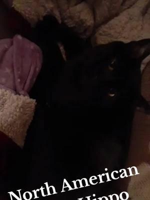 #northamericanhousehippo  #funnytiktok #funnyy #funnyanimals #thickcatsoftiktok  #blackcatsoftiktok #blackcats  #susycapades #dankvisionz  #💚dankbbwqueens🖤  #dankbbwqueens🌹🥰  #👑queens👑⚔️💖⚔️angels🏹  #🦉Strong🥀Aloha🥀Devotion  #turnpainintopositivepower  #mentalhealthmatters  #hopeandhealing  #bekindtoyourmind  #thankful #greatful #blessed 