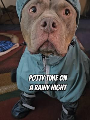 Potty Time In The Rain❤️🐾🌧 #americanbullybreed #bullybreed #tiktokpets #dogsoftiktok 