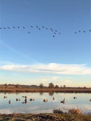 Love watching the cranes aka prime rib of the sky when out duck hunting. #ducks #geese #cranes #sandhillcrane #duckhunting #waterfowl #Outdoors #nature #beautiful #waterfowlhunter #duck #goose #mallard #teal #pintail #getoutside #getoutmore #fun #happy #cheers 