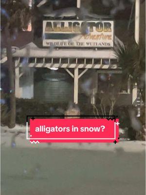 okay @꧁ⒹⒺⓂ︎ⓅⓈ꧂  posted asking about the alligators in louisiana but can someone from alligator adventures confirm what the alligators are doing right now????  🐊 🥶 #fyp #foryoupage #snowinsc #snowday #alligatoradventuremyrtlebeach #alligatoradventure #myrtlebeachsnow #snowday2025 #snowatthebeach #scsnowday #scanowstorm #gettinginches 