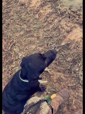 That beat drop tho😮‍💨 #fyp #blacklab #duckhunting #gundog #foryoupage #hank #viralvideo 