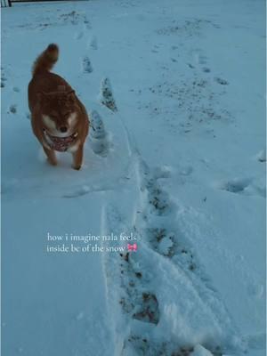 she enjoyed every second of it 🥹🎀 #texasstorm #foryou #texassnow #shibainu #dogsoftiktok #htx #shibainuoftiktok 