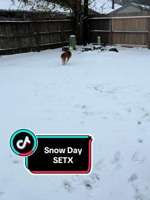 Texas Snow Day! All the kids and pups LOVED it. Had to go surprise Nana with snow angels and snowball fight. #laportetx #houston #houstontx #texas #snow #boxerdog #snowday #fyp 