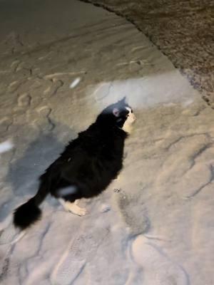 Lovely snow day❄️🤩🐥 #cats #catslover #snowinnc #ncsnow #northcarolina #snowcats #blizzard #snowstorm #funnycats 