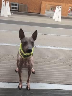 Bad Bright goofing off between flyball practice. She got the spin hop down!  #flyballdogsoftiktok #americanhairlessterrier #hairlessdog #hairlessdogsoftiktok #trickdog #sportdogsoftiktok #dogsoftiktok 