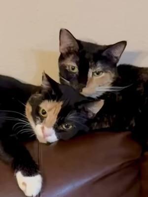 #aww #bonded #BestFriends #calicocats #catsoftiktok #catmom #pretty #fursiblings 