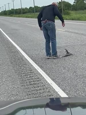 Come on, Daddy, save them gators! 🐊💪 This little guy was a feisty one, but our hero stepped up and brought him to safety. Way to go! 🌟 Saving gators, one at a time. {IG} @farmwifefarmlife07 #EvergladesHolidayPark #SaveTheGators #WildlifeRescue #FloridaAdventures #AlligatorRescue #GatorLove #WildlifeConservation #Everglades #RescueMission #GatorLife #NatureHeroes #AnimalRescue #ProtectWildlife #FloridaWildlife #EcoAdventure