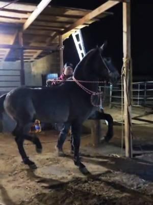 Vagito Echandole Ganas.! #fyppppppppppppppppppppppp #amansando #caballosbailadores #sociedadecuestre #cuacos #mundoentero🌍con #mundodelcaballo #arrendadordecaballos 