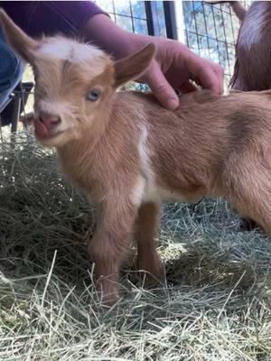 Sometimes they scream they’re going to be a champion! #dairygoat #nigeriandwarf #goat #babygoat #dairygoats #ADGA #arizona 