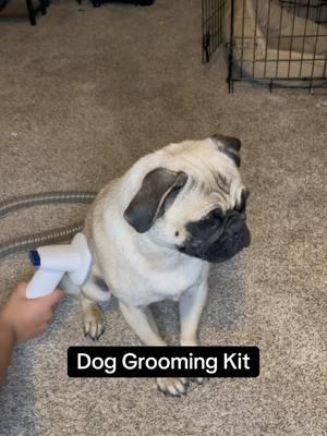 This pet grooming kit sucks. And it sucks very well! @Geoorood pet #geoorood #dogssoft #catssoft #petgrooming #petgroomingvacuum #groomingkit #dogs #cats #doggrooming 