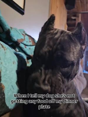 All too well.. #canecorso #italianmastiff #mastiff #salmoncreekcanecorso #dogs #corso #pnwdogs #bigdogs #dogsoftiktok #PetsOfTikTok #foryourpage #fyp #foryou #pnw #canecorsopuppy #puppy 