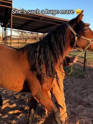 This is one of my boss’ mares and she is such a big mare. Especially as an Arabian. #fyp #westernhorses #westernhorsesoftiktok #horsesoftiktok #horses #trending #lovemyhubby😘😘😘 #blowthisup 