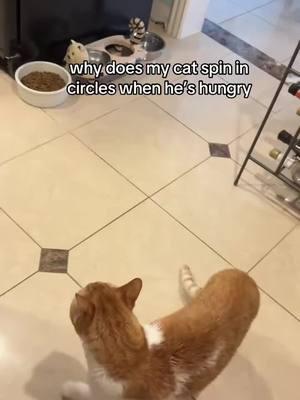 He's so weird but in the best way! 😂❤️ Big thanks to cheetotheorangekitty on TikTok for this hilarious moment. #catsofinstagram #funnycats #weirdcats #catlovers #kittyantics #felinefun #caturday #catlife