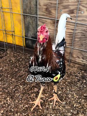 Cowan personal use, single mate #gallosfinos #gallo #piedecria #gamefowlbreeders #gamefowl #mexico🇲🇽 #hatch #texas #corridos   #feriadeabril 