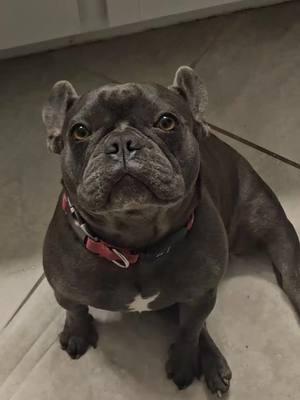 #doglover #tiktokban #puppy #eva #meme #biteclub #dog #frenchie #frenchbulldog 