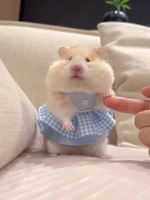 Thanks to Trump for letting me keep posting hamster videos!#hamsters #hamstersoftiktok #hamster #hams #tiktok #Trump 